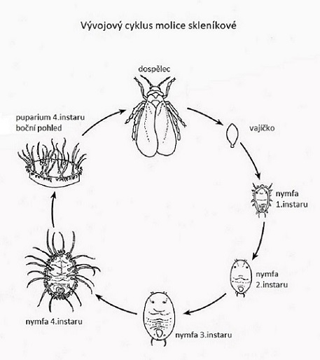Molice Sklenikova Hubeni (rostlinných šťáv, Hubení Molice, Molice Skleníkové, spodní stranu) Molice Sklenikova Hubeni